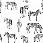 Black & Whites - Zebras in White
