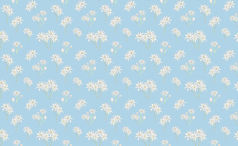 Sweet Bilby - Flannel Flower on Blue - Click Image to Close