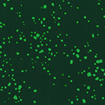 Indah Batiks - Splattered Dots in Ivy