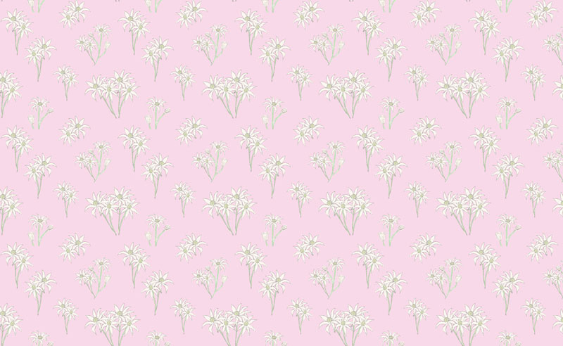 Sweet Bilby - Flannel Flower on Pink - Click Image to Close