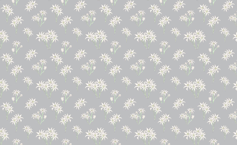 Sweet Bilby - Flannel Flower on Soft Grey - Click Image to Close
