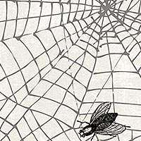 Wicked - Spider Web on White