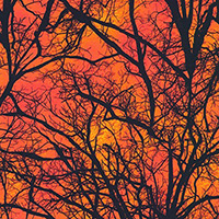 Raven Moon - Tree Silhouette in Pumpkin