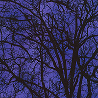 Raven Moon - Tree Silhouette in Gumdrop