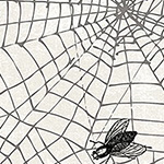 Wicked - Spider Web on White