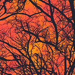 Raven Moon - Tree Silhouette in Pumpkin